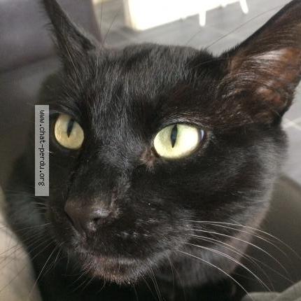 Chaussette Chat Perdu A Sainte Gemmes Sur Loire Chat Perdu France Chaussette Chat Perdu A Sainte Gemmes Sur Loire Chat Perdu France
