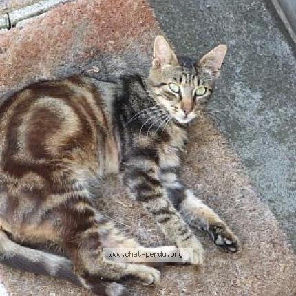 Photo 1/1 Fidji Chat perdu à Pechaudier