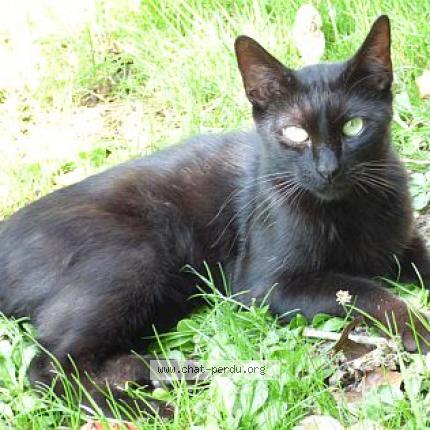 Photo 1/1 Enzo Chat perdu à Pechaudier