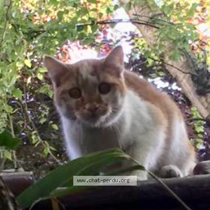 Chat Trouve A Ixelles Chat Perdu Belgique