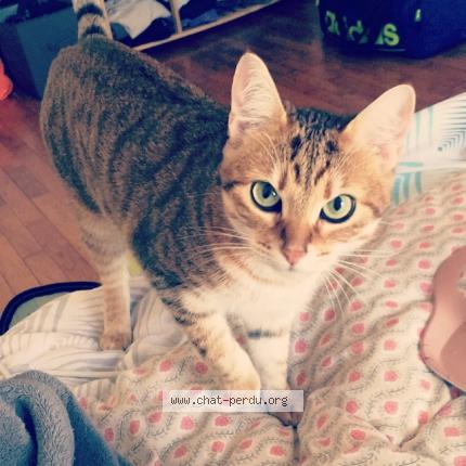 Photo 1/1 Krumble Chat perdu à Vic la gardiole