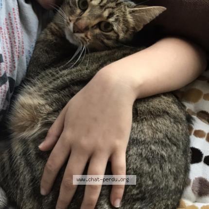 Kiara Chat Perdu A Drancy Chat Perdu France