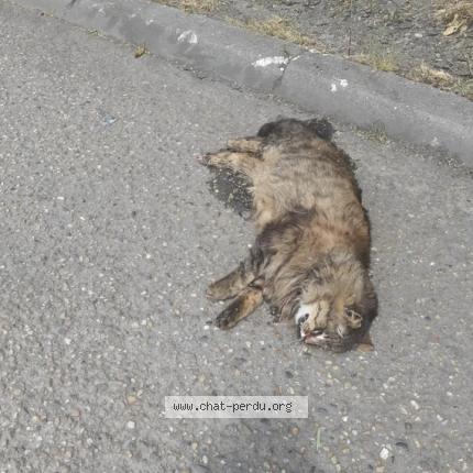 Chat Trouve Et Rendu A Bordeaux Chat Perdu France Chat Trouve Et Rendu A Bordeaux Chat Perdu France