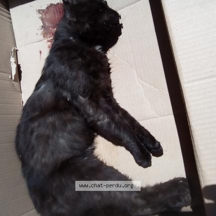 Chat Trouve A Besancon Chat Perdu France