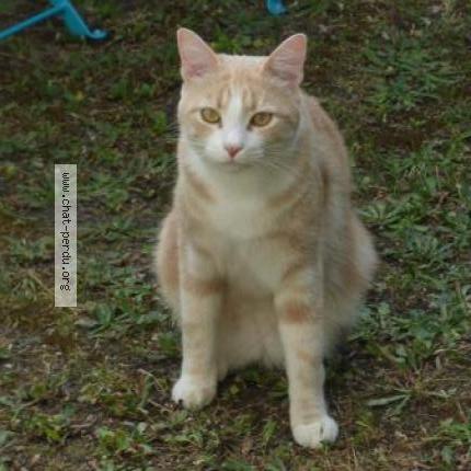 Nala Nala Femelle Croisee Pointer 1 An Et Demi Association Galia Nala Nala Femelle Croisee Pointer 1 An Et Demi Association Galia