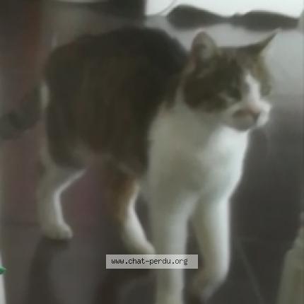 528180 Booba Chat Perdu A Saint Augustin Chat Perdu France