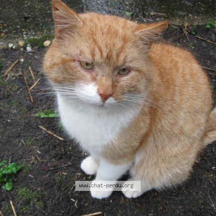 Photo 1/1 Gromi Chat perdu à Carcans