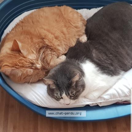 Photo 1/1 ÉCLIPSE Chat perdu à Chazelles sur lyon