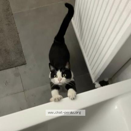 5297 Muezza Chat Perdu A Montreuil Chat Perdu France 5297 Muezza Chat Perdu A Montreuil Chat Perdu France