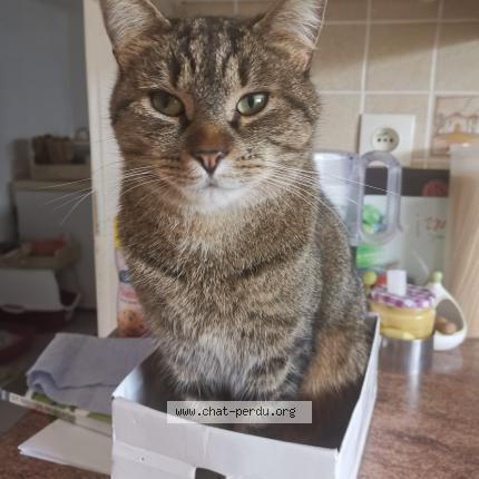 Photo 1/1 SMILEY Chat perdu à Octeville sur mer