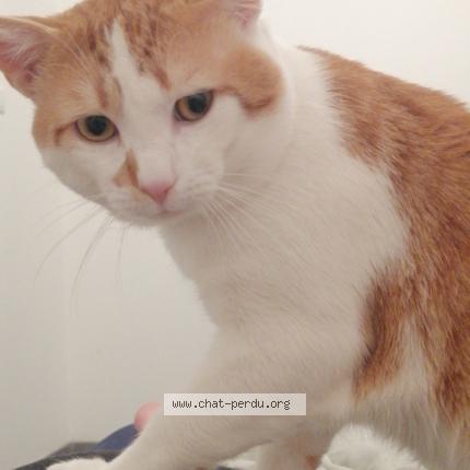 Bebe Roux Chat Perdu A Lillers Chat Perdu France Bebe Roux Chat Perdu A Lillers Chat Perdu France