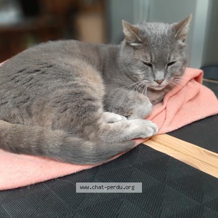 Gris Gris Chat Perdu A Tarnos Chat Perdu France