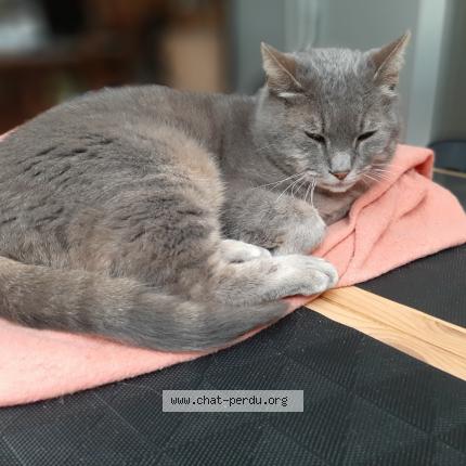 Gris Gris Chat Perdu A Tarnos Chat Perdu France Gris Gris Chat Perdu A Tarnos Chat Perdu France