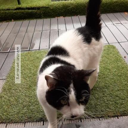 529653 Chat Trouve A Ciney Chat Perdu Belgique