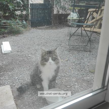 Photo 1/1 Vox Chat perdu à Nimes