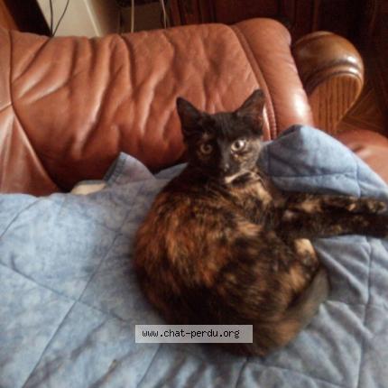 5303 Cosette Chat Perdu A Houilles Chat Perdu France 5303 Cosette Chat Perdu A Houilles Chat Perdu France