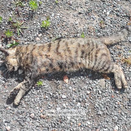 Chat Trouve A Bethune Chat Perdu France Chat Trouve A Bethune Chat Perdu France