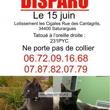 Noa Chat Perdu Et Retrouve A Saturargues Chat Perdu France
