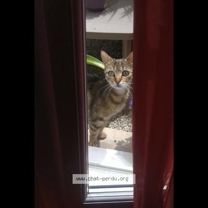 Chat Trouve A Bordeaux Chat Perdu France Chat Trouve A Bordeaux Chat Perdu France