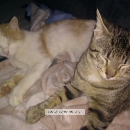 Chute Chaton Escalier 531516 Christelle Giraud Chat Perdu A Chartronges Chat Perdu France