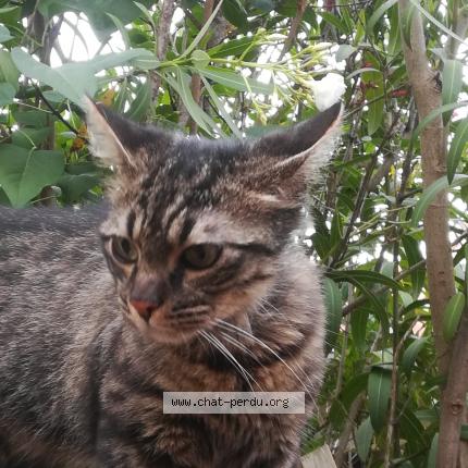 Chat Trouve A Ste Marie La Mer Chat Perdu France