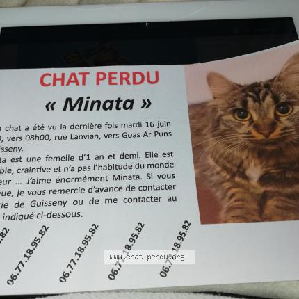 Minata Chat Perdu A Guisseny Chat Perdu France Minata Chat Perdu A Guisseny Chat Perdu France
