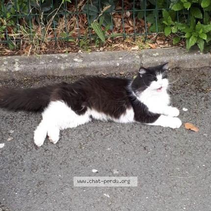 Chat Trouve A Angers Chat Perdu France Chat Trouve A Angers Chat Perdu France