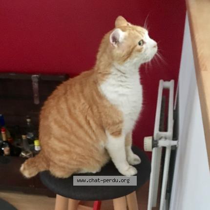 5321 Jack Chat Perdu A Toulouse Chat Perdu France