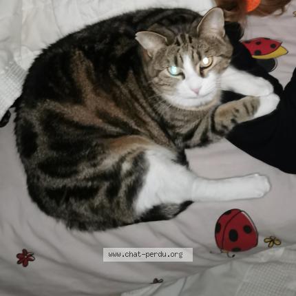 5331 Blanche Chat Perdu A Bordeaux Chat Perdu France 5331 Blanche Chat Perdu A Bordeaux Chat Perdu France