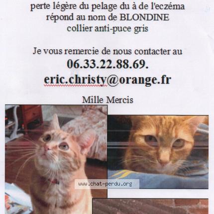 5338 Blondine Chat Perdu A Beauchamp Chat Perdu France 5338 Blondine Chat Perdu A Beauchamp Chat Perdu France