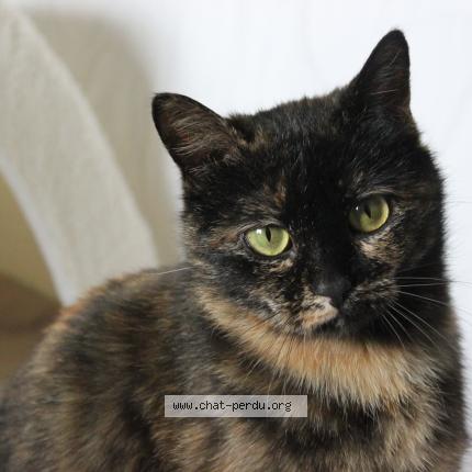 Photo 1/1 DIVINE Chat perdu à Saint marcel d ardeche