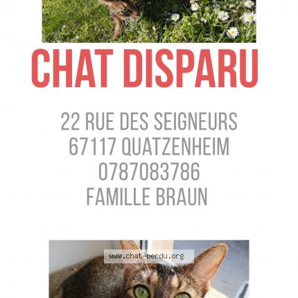 Ness Chat Perdu A Quatzenheim Chat Perdu France Ness Chat Perdu A Quatzenheim Chat Perdu France