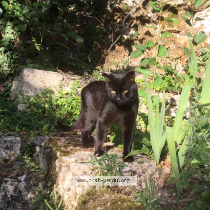 Chat Trouve A Fontenay Sous Bois Chat Perdu France
