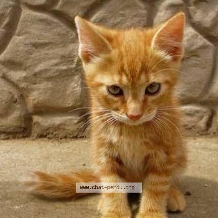 Chat Trouve A Villefranche Sur Saone Chat Perdu France Chat Trouve A Villefranche Sur Saone Chat Perdu France