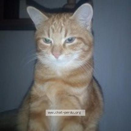 Photo 1/1 gavroche Chat perdu à Gujan mestras