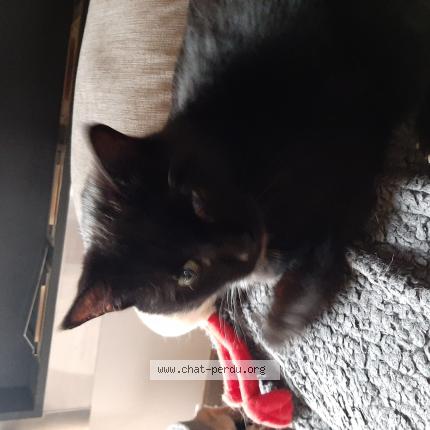 Photo 1/1 Missele Chat perdu à Strasbourg