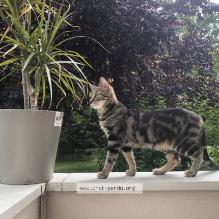 Patate Chat Perdu A Lormont Chat Perdu France Patate Chat Perdu A Lormont Chat Perdu France