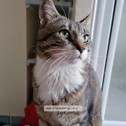 5377 Pompon Chat Perdu A Amplepuis Chat Perdu France