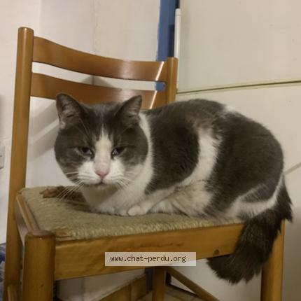 Photo 1/1 Polochon Chat perdu à Ille sur tet
