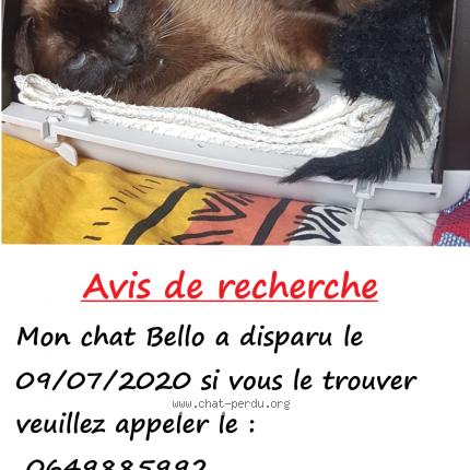 537822 Bello Chat Perdu Et Retrouve A Saint Denis Chat Perdu France