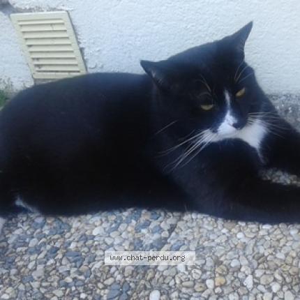 Photo 1/1 Pilou Chat perdu à Inzinzac lochrist