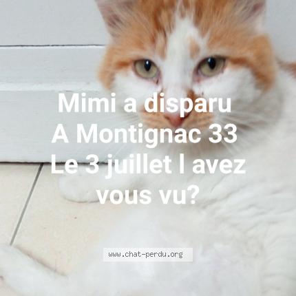 Mimi Chat Perdu A Montignac Chat Perdu France