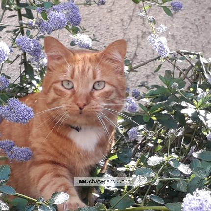 Photo 1/1 LEO Chat perdu à Cumieres