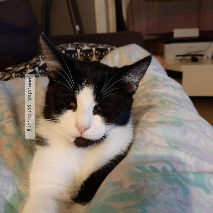 53 Felix Chat Perdu A Dour Chat Perdu Belgique