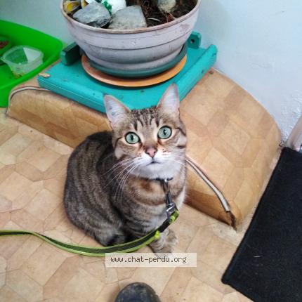 Photo 1/1 Leeloo Chat perdu à Saint georges des groseillers