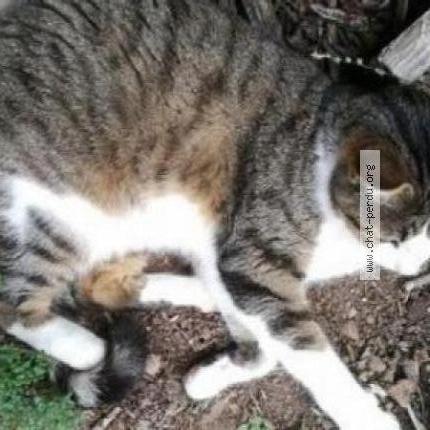 Chat Trouve A Toulouse Chat Perdu France Chat Trouve A Toulouse Chat Perdu France