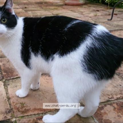 Bahia Chat Perdu A Lorient Chat Perdu France Bahia Chat Perdu A Lorient Chat Perdu France