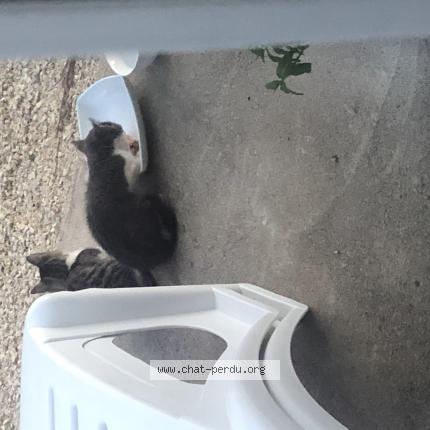 Chat Trouve A Montceau Les Mines Chat Perdu France Chat Trouve A Montceau Les Mines Chat Perdu France