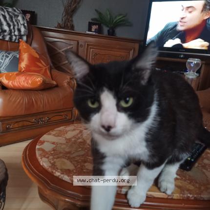 Simba Chat Perdu A Saint Medard En Jalles Chat Perdu France Simba Chat Perdu A Saint Medard En Jalles Chat Perdu France