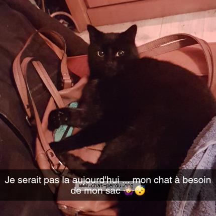 Salem Chat Perdu A Besse Et St Anastaise Chat Perdu France